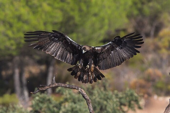 Spanish Emperial Eagle