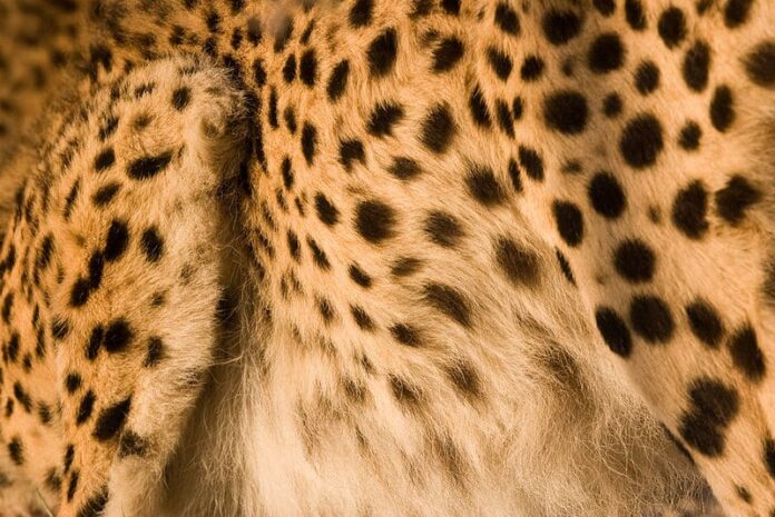 Cheetah’s Spots