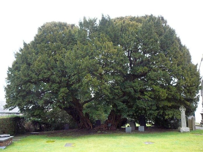 Llangernyw Yew (4,000 – 5,000 years old)