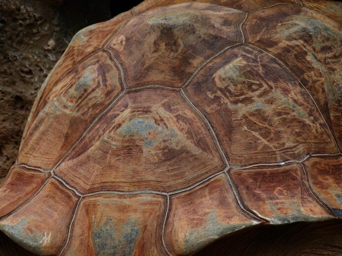 Turtle’s Shell Pattern