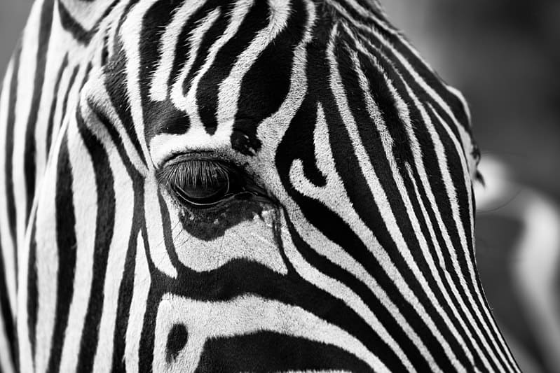 Zebra’s Stripes