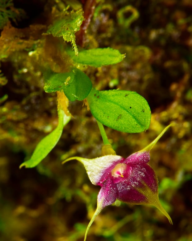 A new species of Brachionidium, or cup orchid, with striking purple and yellow flowers