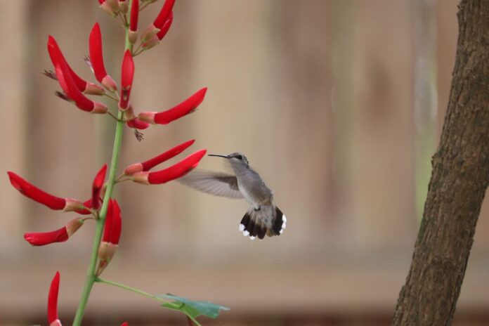 Hummingbird flower pollination