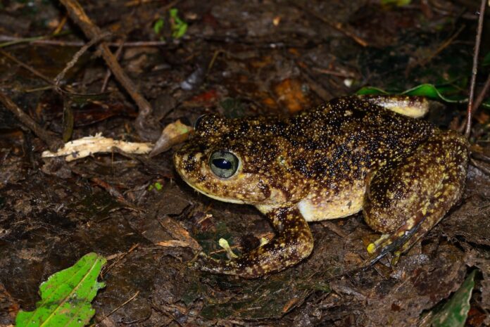 Madagascar Giant Frog Species
