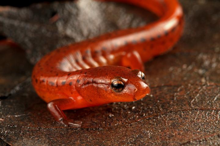 Shiny Salamander