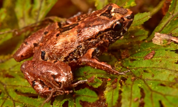 The lilliputian frog (Noblella sp nov) is about 10mm long