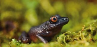 devil-eyed frog ( Oreobates zongoensis) was previously known only from a single individual obs