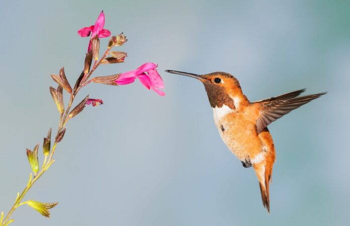 hummingbird pollination