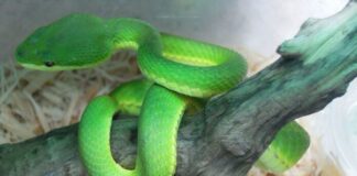 Emerald Green Pit Viper