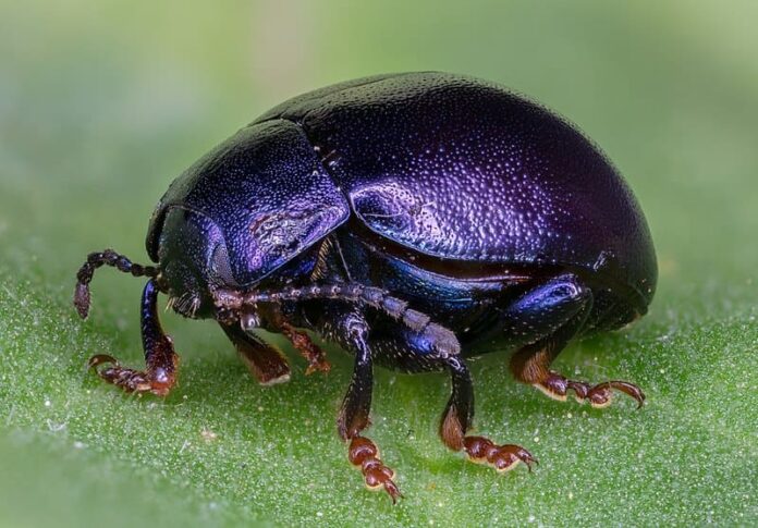 Purple Beetles