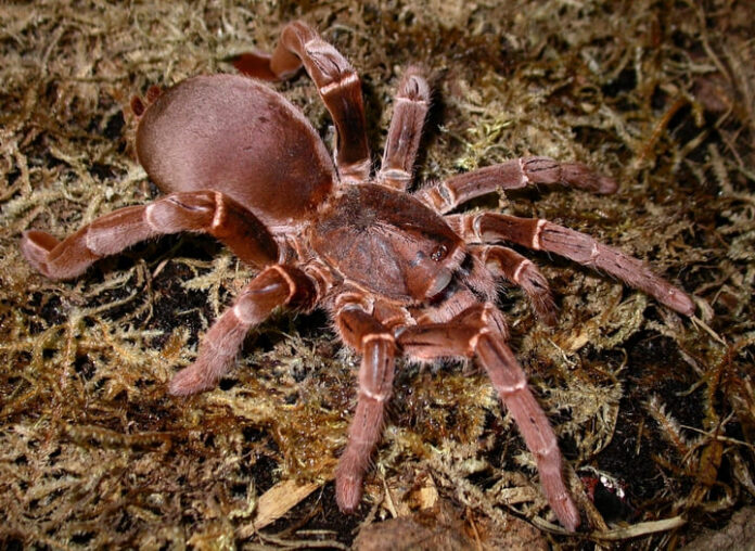 King Baboon Spider