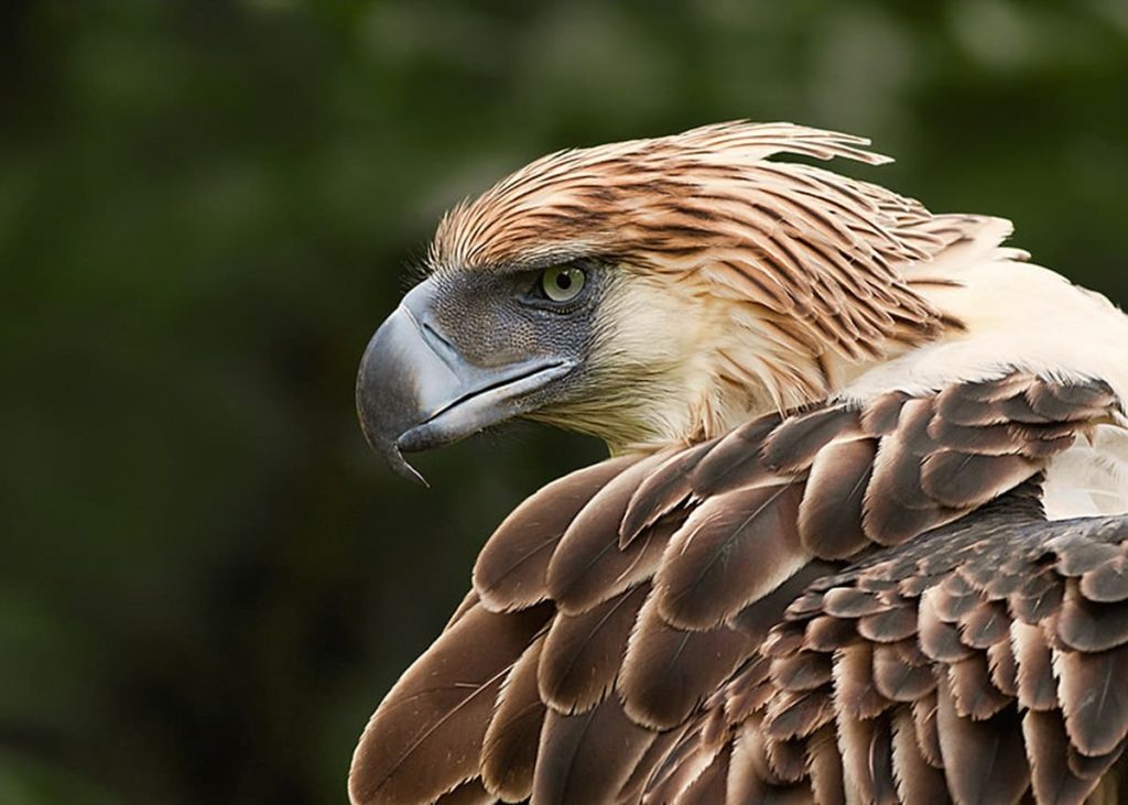 Philippine eagle (Maximum Length- 112cm)