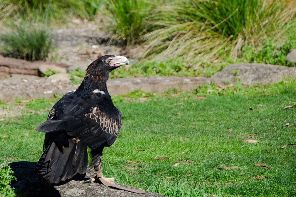 Wedge-Tailed Eagle(Maximum Wingspan- 284 cm or 9ft 4in)