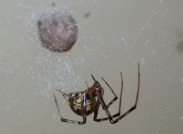 American House Spiders