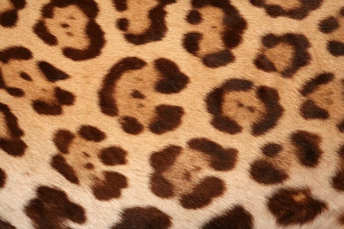 Jaguar spots
