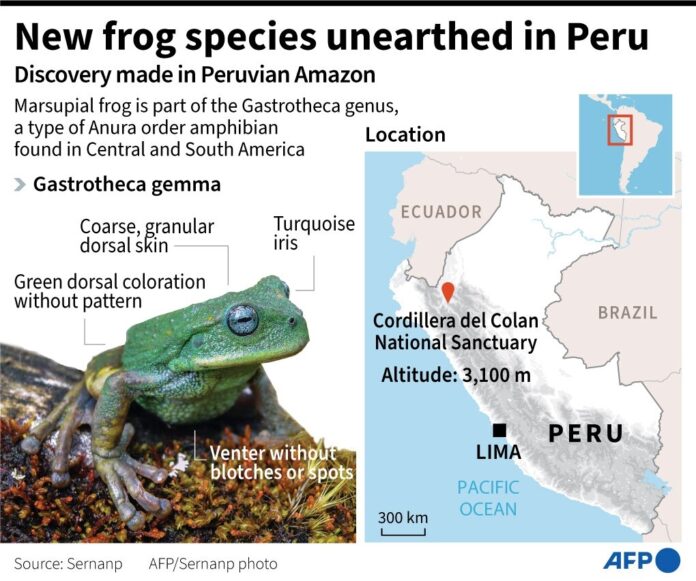 New Frog Species unearthed in Peru