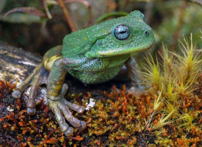 of marsupial frog has been discovered in Peru's Amazon jungle