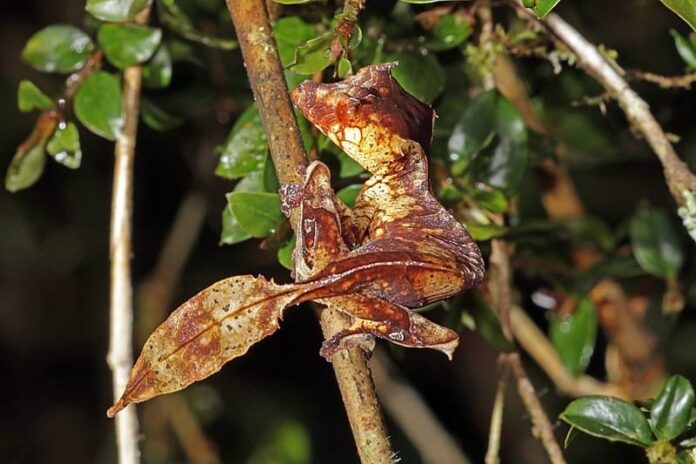 Eyelash leaf-tailed gecko