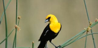 Yellow-headed blackbird