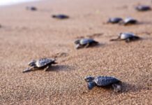 baby turtles emerge from eggs