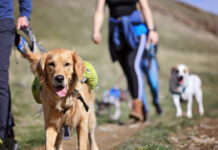 best utah hikes with dogs featured